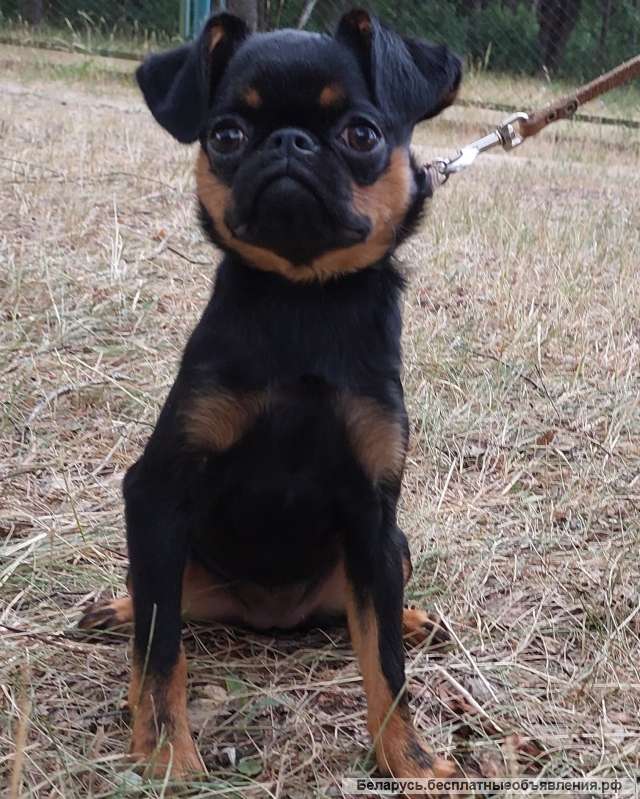 Пти Брабансон