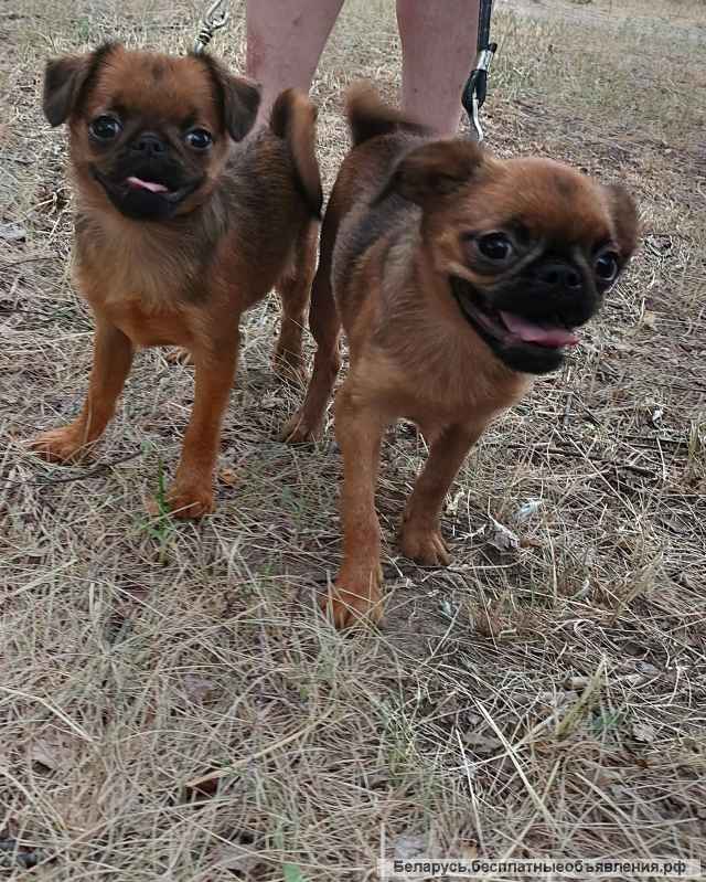 Пти Брабансон