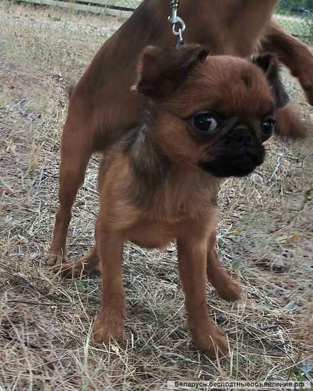 Пти Брабансон