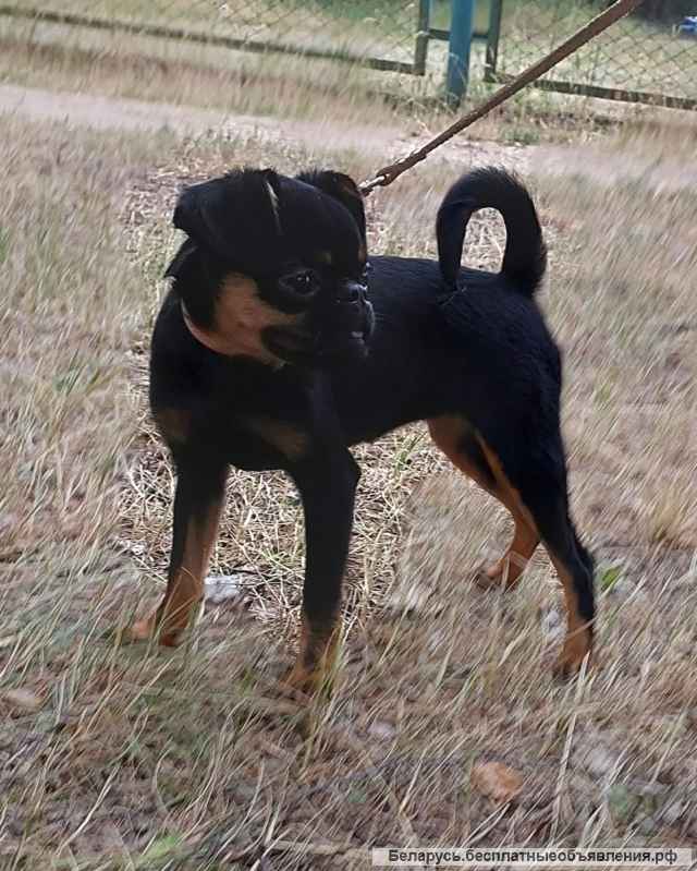 Пти Брабансон