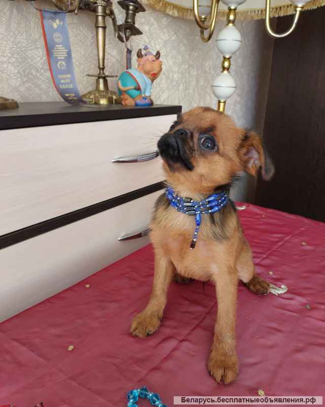 Пти Брабансон