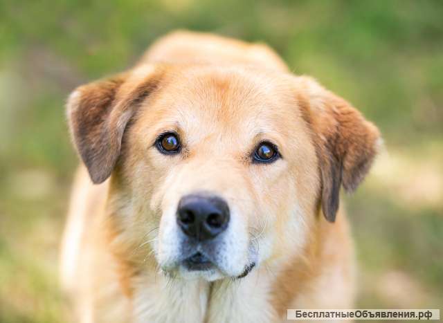 Барс идеальная собака компаньон