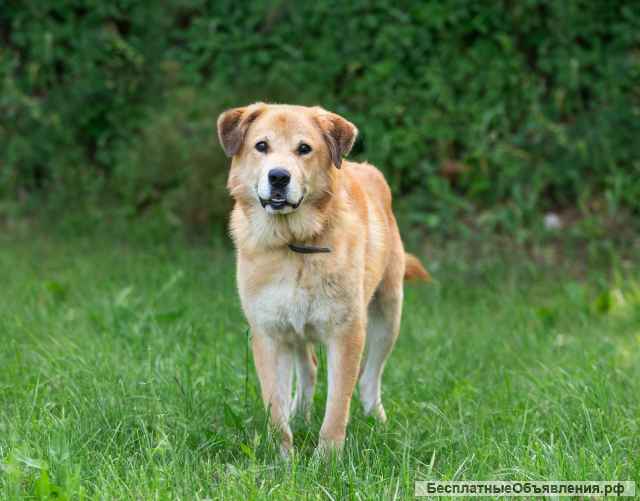 Барс идеальная собака компаньон