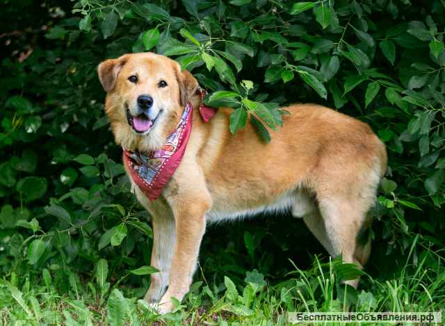 Барс идеальная собака компаньон