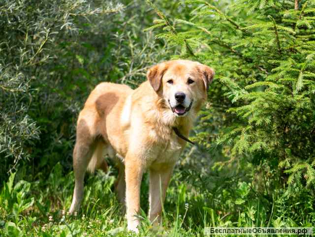 Барс идеальная собака компаньон