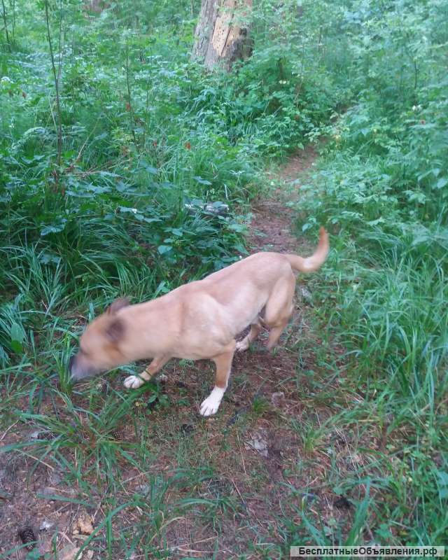 Отдам в добрые руки собаку