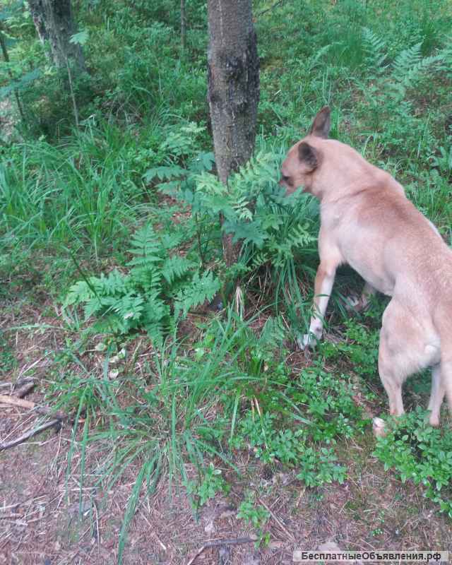 Отдам в добрые руки собаку