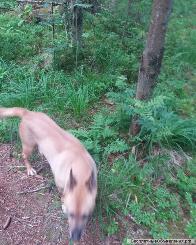 Отдам в добрые руки собаку