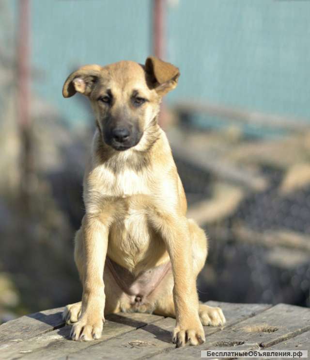 Щенок бесплатно Алиса. Москва и МО.