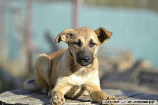 Щенок бесплатно Алиса. Москва и МО.