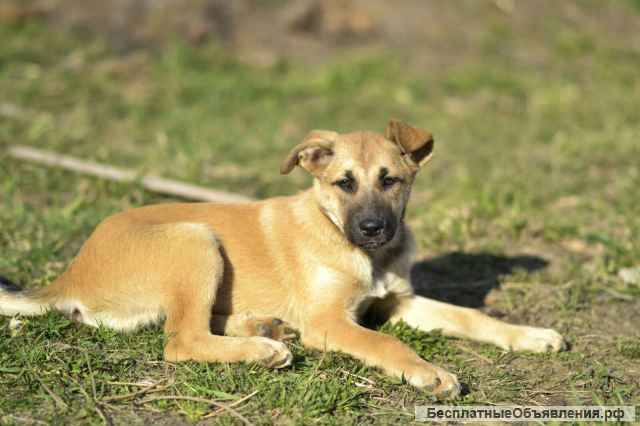Щенок бесплатно Алиса. Москва и МО.