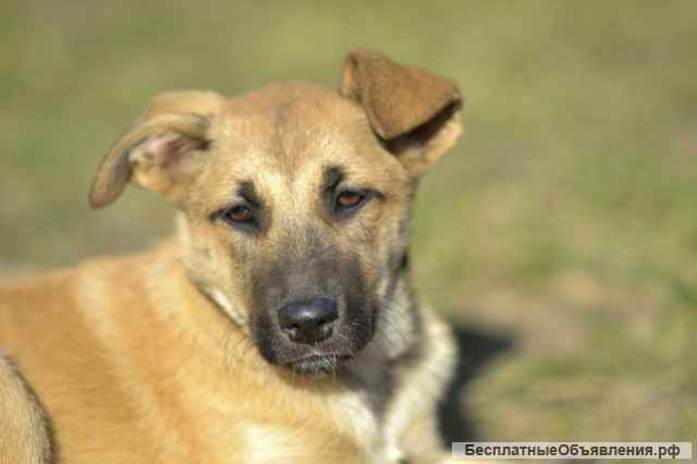 Щенок бесплатно Алиса. Москва и МО.