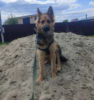 Собака бесплатно. Москва и МО. Самсон.