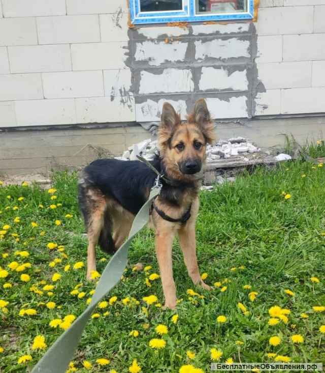 Собака бесплатно. Москва и МО. Самсон.