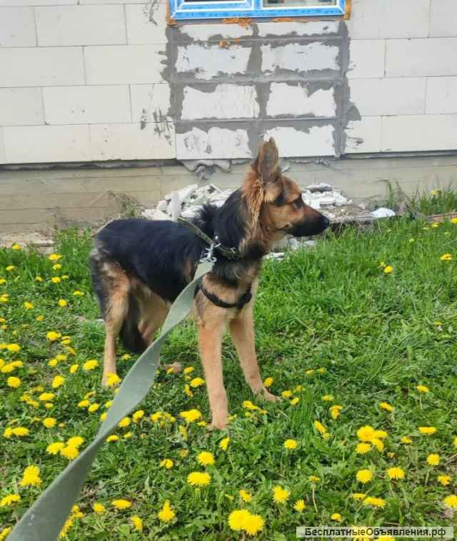 Собака бесплатно. Москва и МО. Самсон.