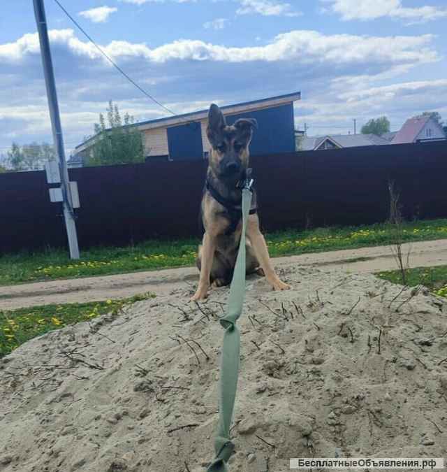 Собака бесплатно. Москва и МО. Марта.