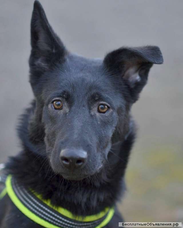 Собака бесплатно. Москва и МО. Берта.
