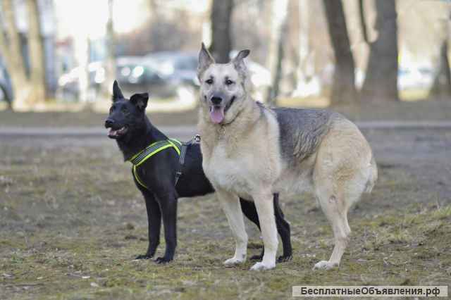 Собака бесплатно. Москва и МО. Берта.