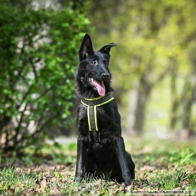 Собака бесплатно. Москва и МО. Берта.