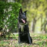 Собака бесплатно. Москва и МО. Берта.