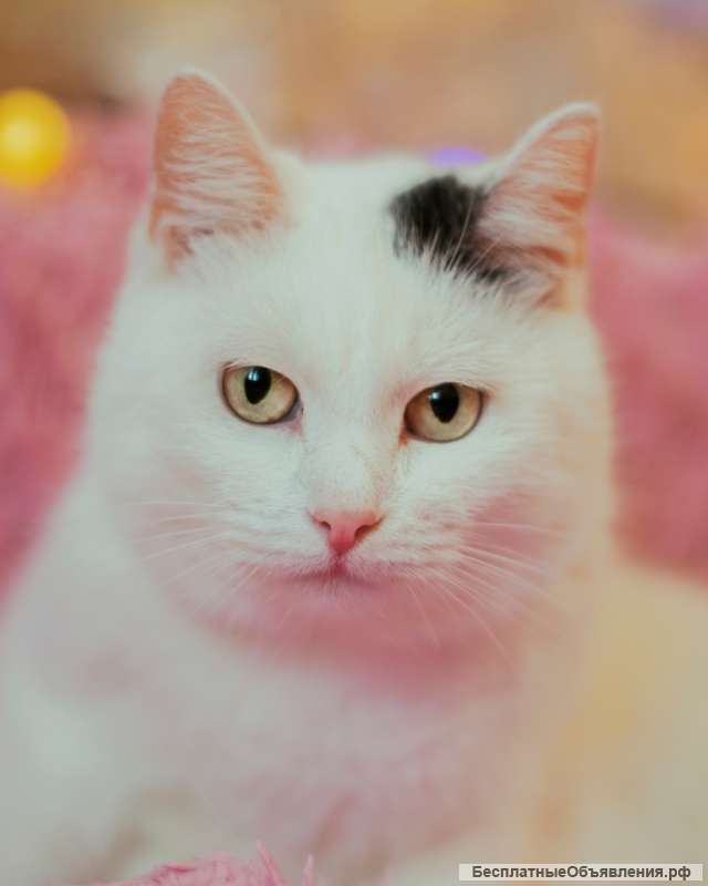 Кошечка Понка ищет дом