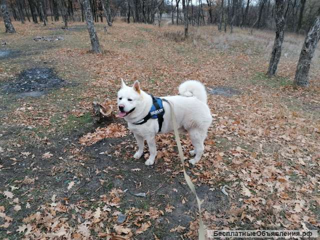 Вязка Американской Акиты