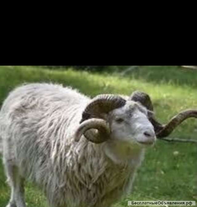 Бараны и Крс на курбан байрам