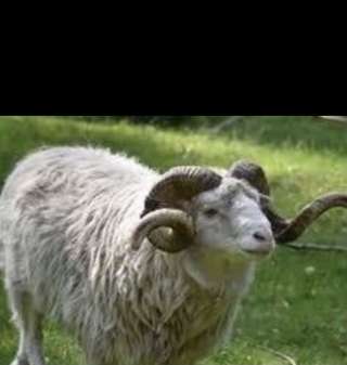 Бараны и Крс на курбан байрам