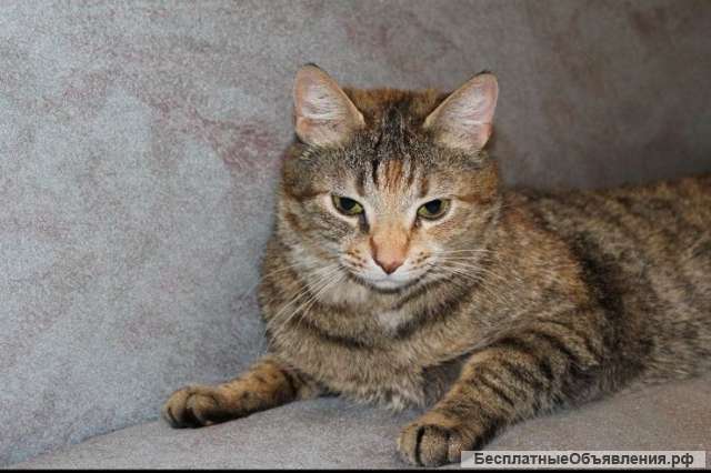 Чудесная кошка Китти в добрые руки