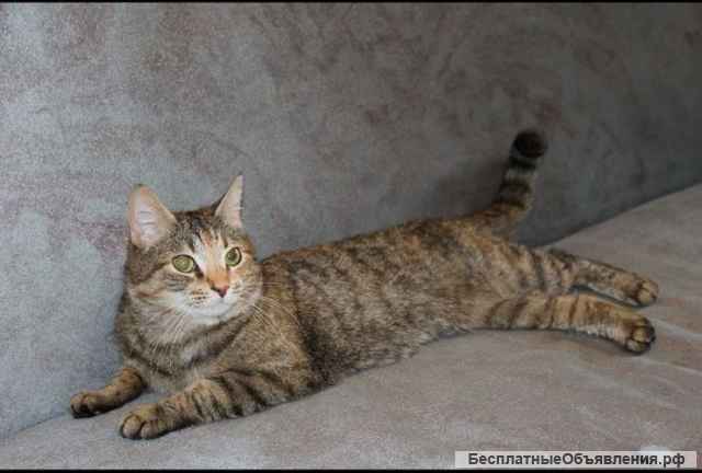 Чудесная кошка Китти в добрые руки