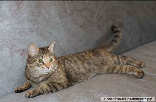 Чудесная кошка Китти в добрые руки