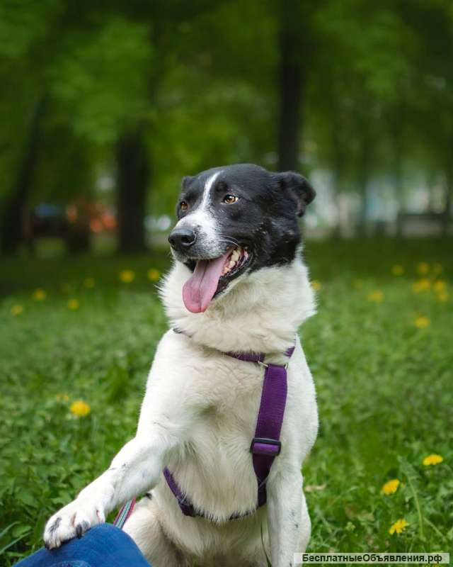 Жизнерадостный пес Грэм в добрые руки