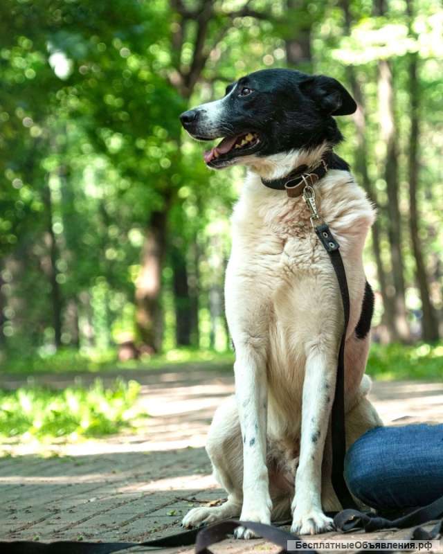 Жизнерадостный пес Грэм в добрые руки