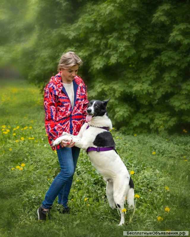 Жизнерадостный пес Грэм в добрые руки