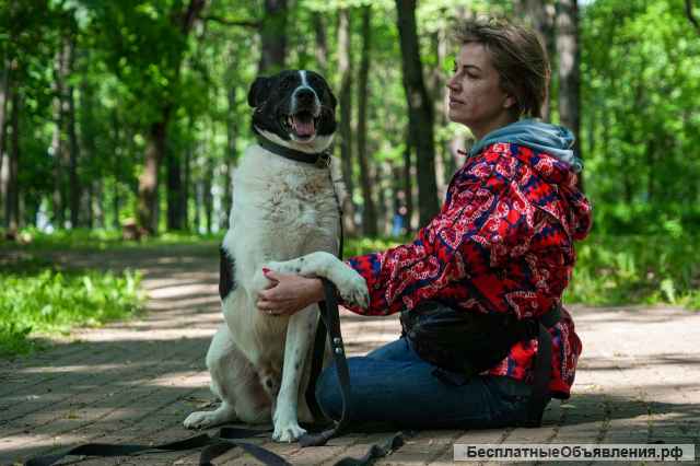 Жизнерадостный пес Грэм в добрые руки
