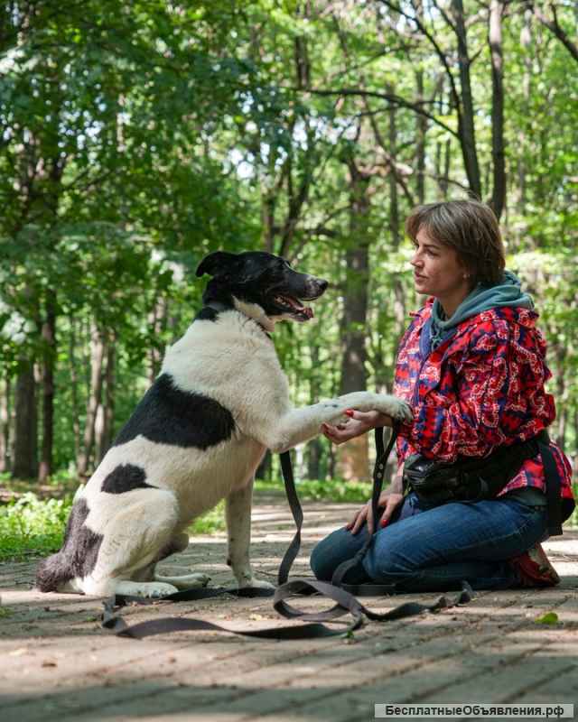 Жизнерадостный пес Грэм в добрые руки