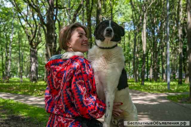Жизнерадостный пес Грэм в добрые руки