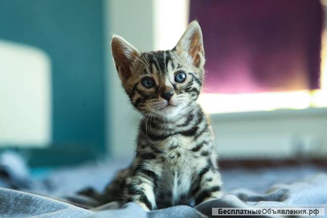 Бенгальские котята