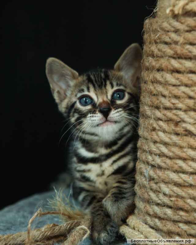 Бенгальские котята