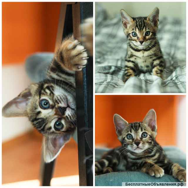 Бенгальские котята