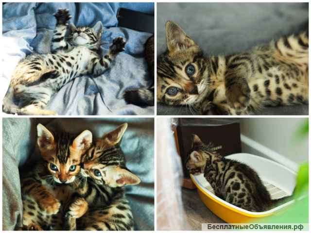 Бенгальские котята