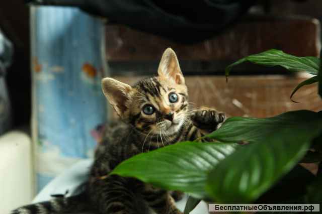 Бенгальские котята