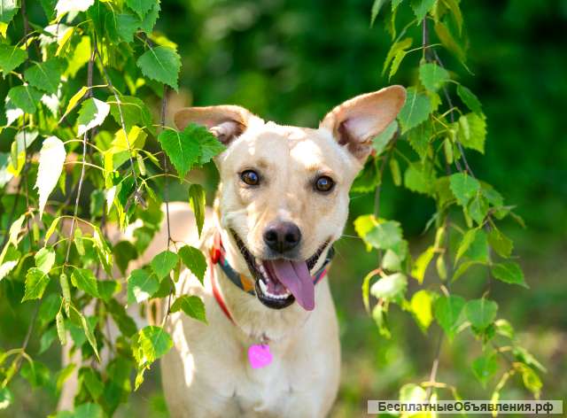 Лада малышка, покорит ваше сердце с первой минуты