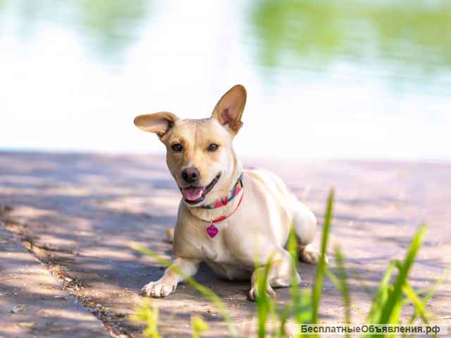 Лада малышка, покорит ваше сердце с первой минуты