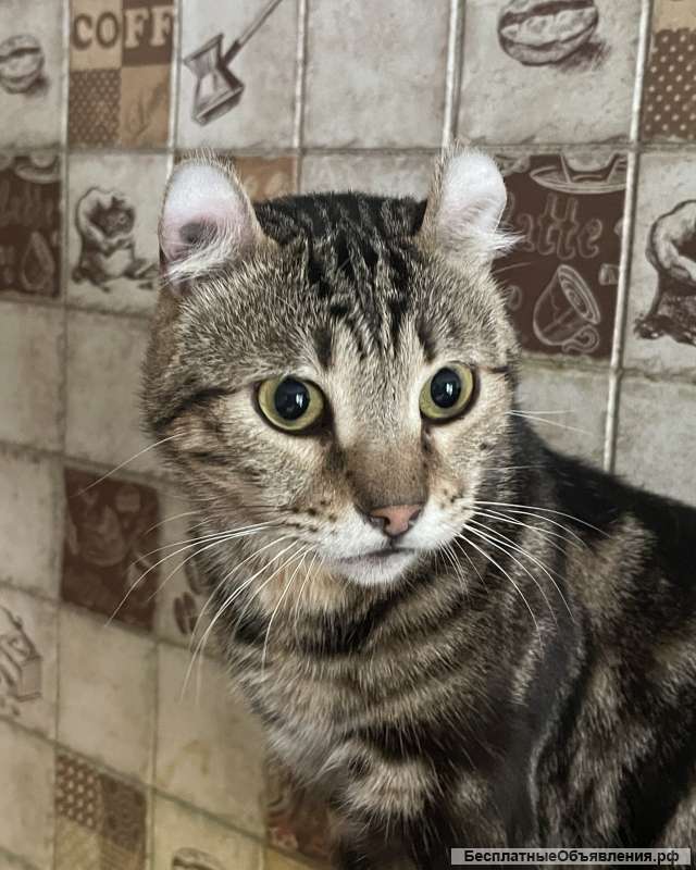 Метисы бенгала