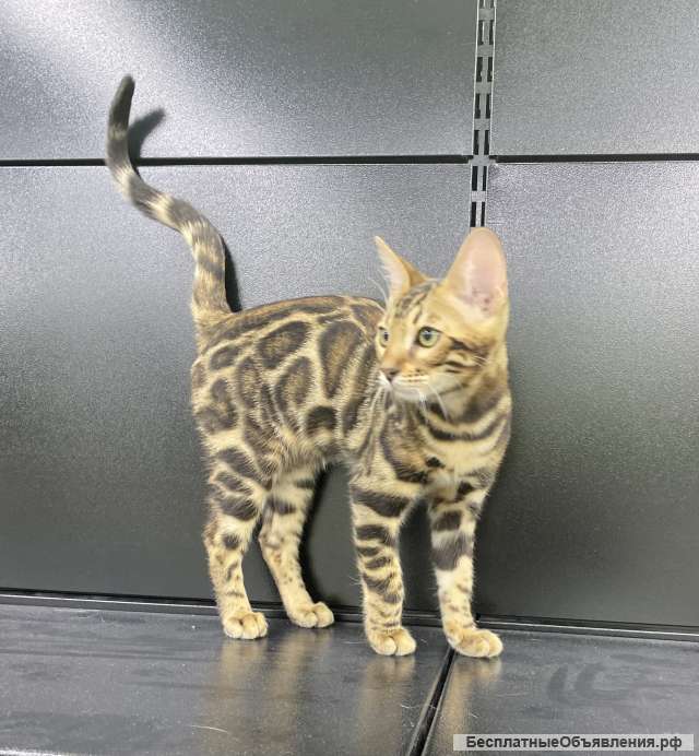 Бенгальский котенок