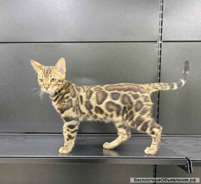 Бенгальский котенок