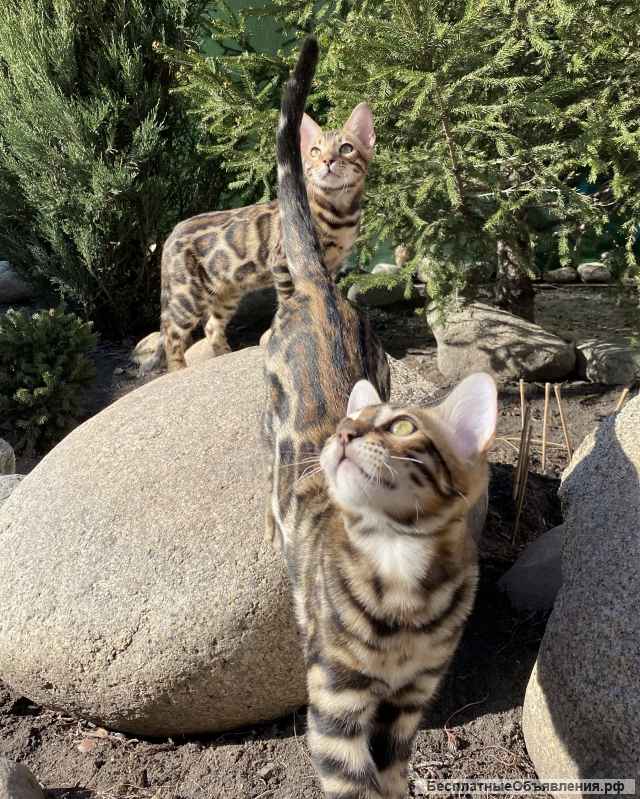 Бенгальский котенок