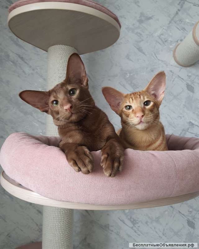 Котёнок ориентал