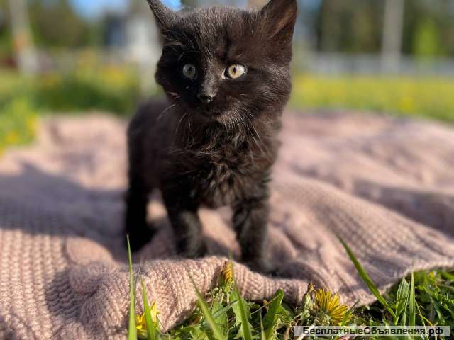 Котенок Фикус в добрые руки
